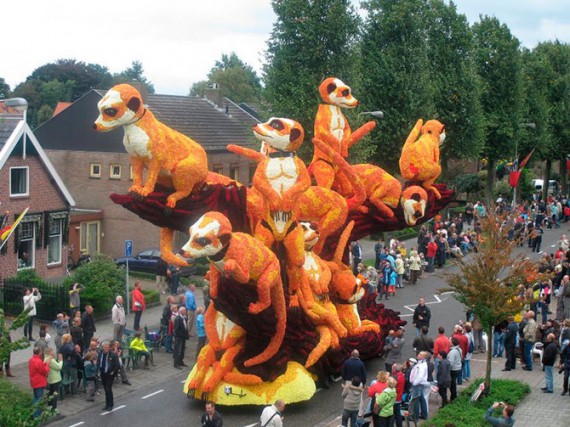Парад цветов в Нидерландах,прикольные картинки,приколы